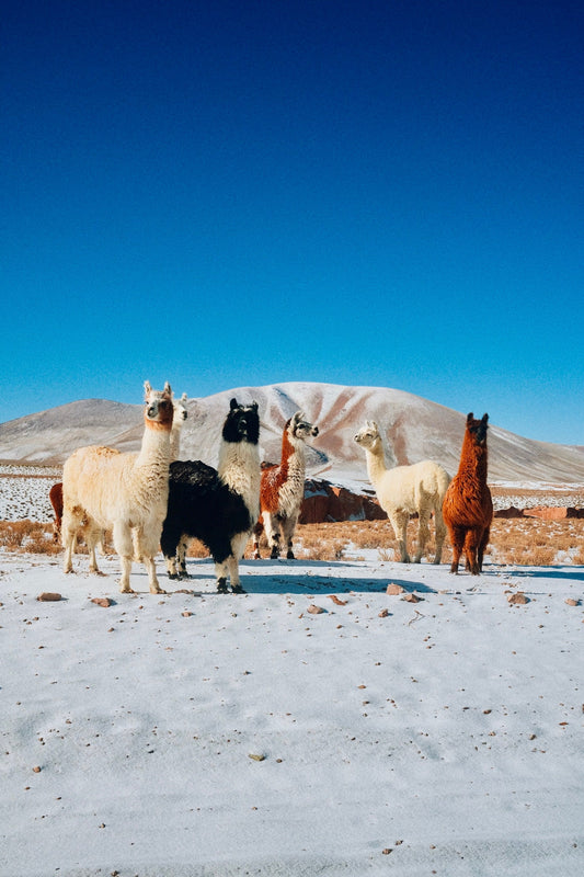 Woven with Tradition: The Art and Elegance of Alpaca Fiber at Peruvian Crafts