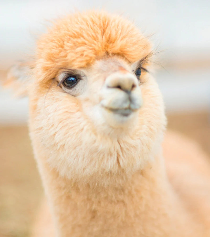 Baby Alpaca