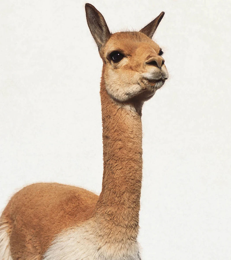 Vicuña